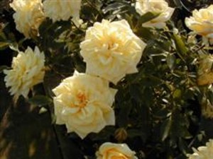 YELLOW DOLL (miniature)